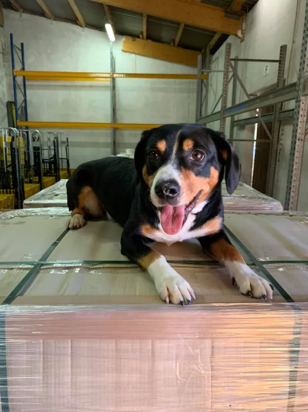 Dreifarbiger Hund liegt auf einer folierten Palette in der Halle, dahinter Palettenregale, November 2019