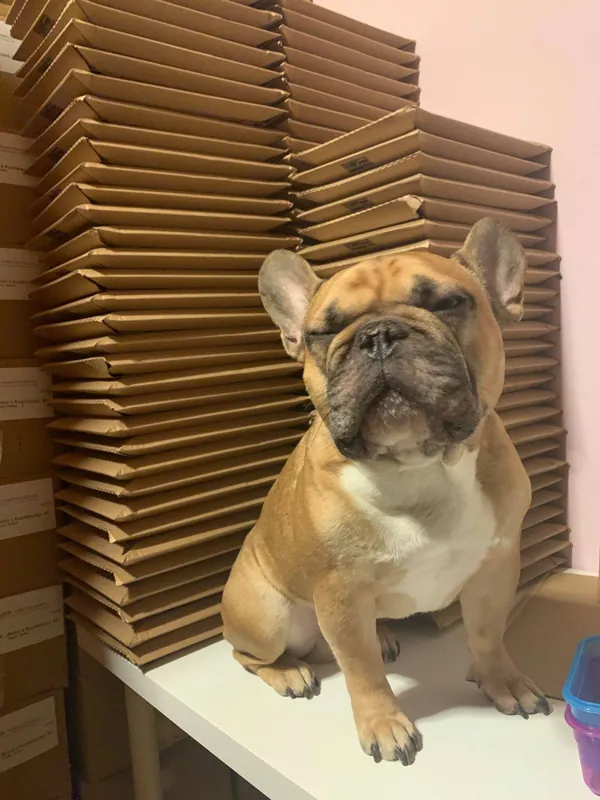 Französische Bulldogge sitzt auf einem Tisch vor hohen Stapeln flacher Versandkartons, Januar 2019